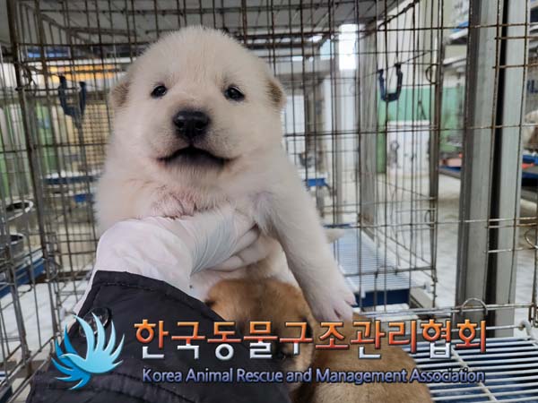 보호중 믹스견의 가…
